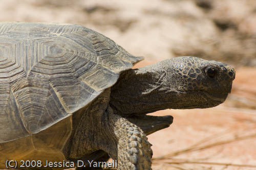Gopher Tortoise