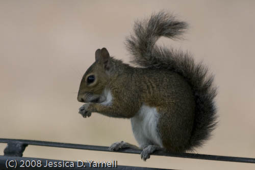 Squirrel in the parking lot