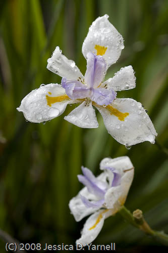 African Irises