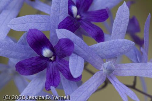 Blue Flowers