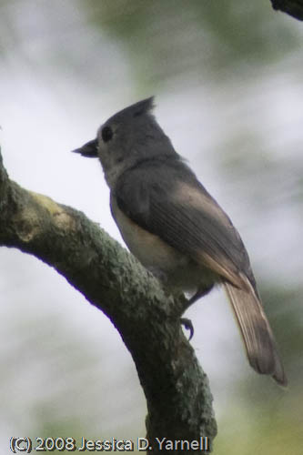 Tufted Titmouse