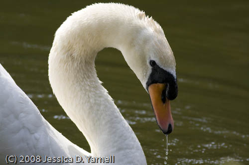 Swan