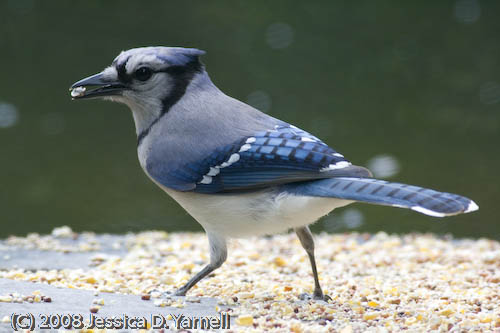 Blue Jay