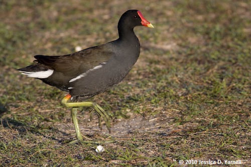 Common Moorhen - look at those green feet!
