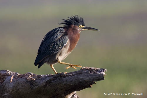 Green Heron