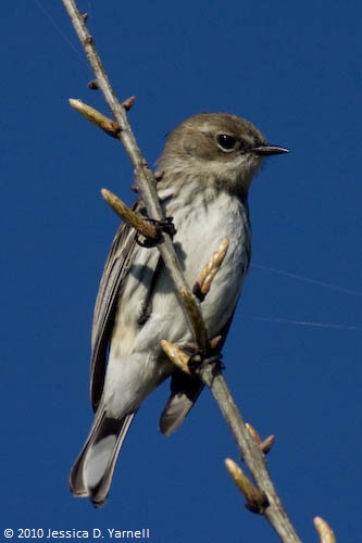 Yellow-Rumped Warbler