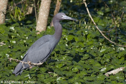 Little Blue Heron