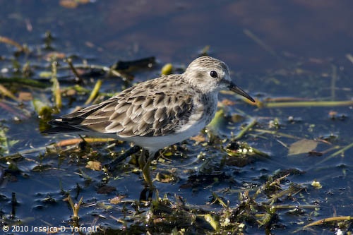 Least Sandpiper
