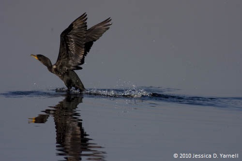 Double-Crested Cormorant Takeoff