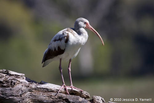 Juvenile White Ibis