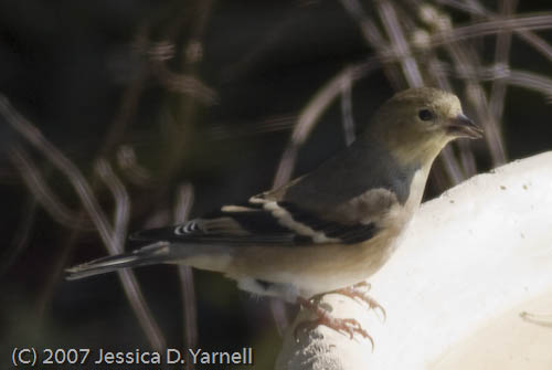 Goldfinch 