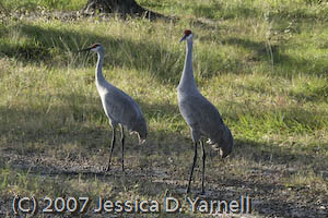 Sand hill cranes