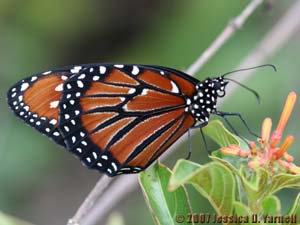 Queen butterfly