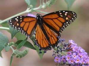 Butterfly bush monarch