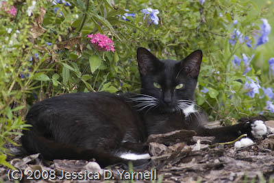 Stray Cat