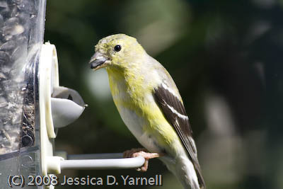 Goldfinch 