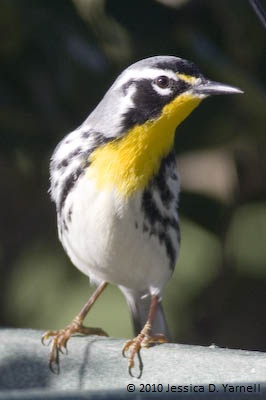 Yellow-throated Warbler